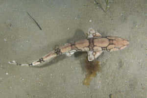 Catshark Swimming Above Seabed Wallpaper