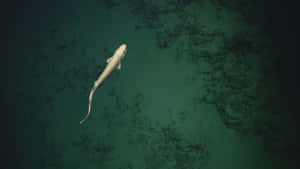 Catshark Swimming Over Seabed Wallpaper