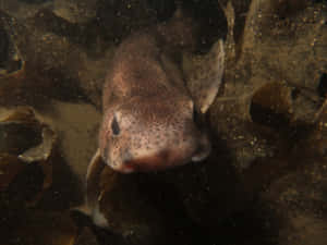 Catsharkin Natural Habitat.jpg Wallpaper