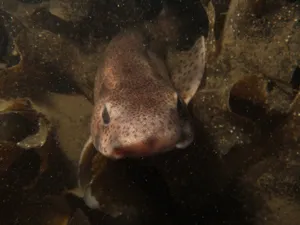 Catsharkin Natural Habitat.jpg Wallpaper