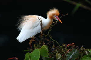 Cattle Egretin Breeding Plumage Wallpaper