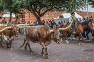 Cattle Solemnly Walk In Fort Worth Wallpaper