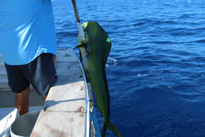 Caught Dolphinfishat Sea Wallpaper