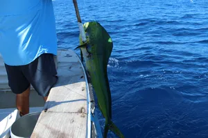 Caught Dolphinfishat Sea Wallpaper