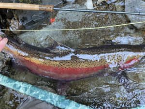 Caught Steelhead Trout River Fishing Wallpaper