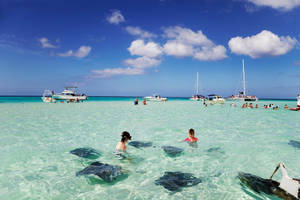 Cayman Island Stingray City Wallpaper