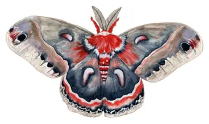 Cecropia Moth Illustration Wallpaper