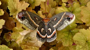Cecropia Moth Restingon Autumn Leaves Wallpaper