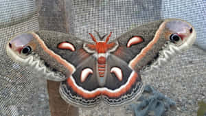 Cecropia Moth Spread Wings Wallpaper