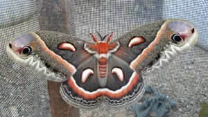 Cecropia Moth Spread Wings Wallpaper