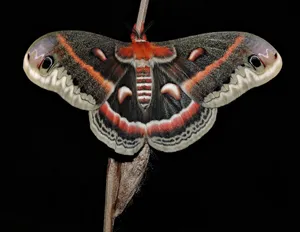 Cecropia Moth Spread Wings Wallpaper