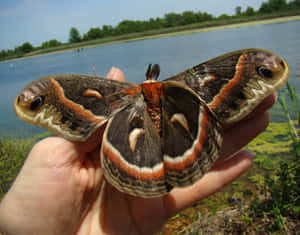 Cecropia Mothin Hand Lakeside Wallpaper