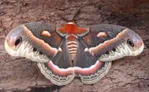 Cecropia Mothon Bark Wallpaper