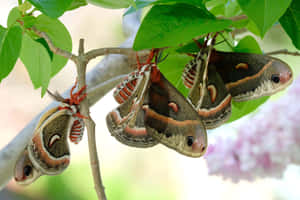 Cecropia Moths Restingon Branch Wallpaper