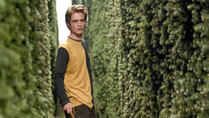 Cedric Diggory Maze Challenge Wallpaper