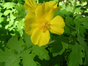 Celandine Poppy Wallpaper