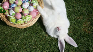 Celebrate Easter With The Easter Bunny! Wallpaper