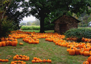 Celebrate Fall With A Pumpkin! Wallpaper