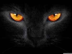 Celebrate Halloween With Black Cat Wallpaper