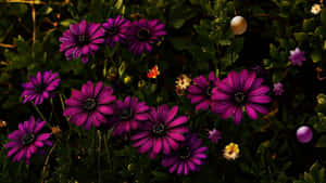 Celebrate Harmony Wallpaper