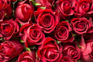 Celebrate Love And Romance With A Bouquet Of Valentine's Day Roses This February Wallpaper