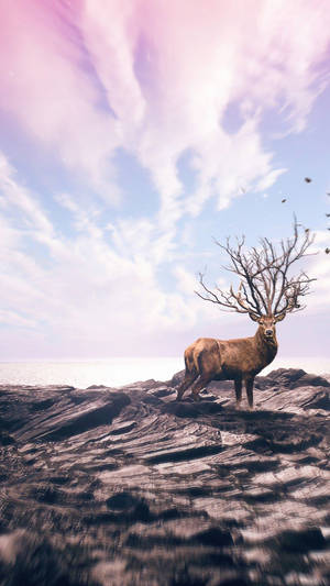 Celebrate Nature With A Deer Iphone Wallpaper