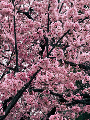 Celebrate The Beauty Of A Night Cherry Blossom Wallpaper