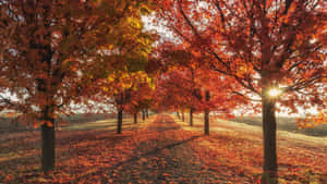 Celebrate The Beauty Of Fall With This Autumn Desktop Wallpaper Wallpaper