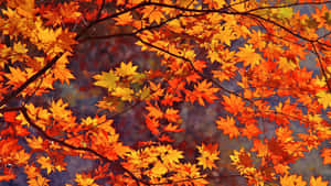 Celebrate The Changing Of The Season With A Red Autumn Leaf! Wallpaper