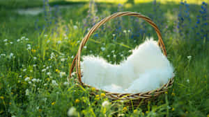 Celebrate The Easter Season With A Joyous Easter Basket. Wallpaper