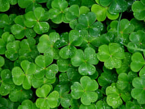 Celebrate The Luck Of The Irish With A Shamrock! Wallpaper