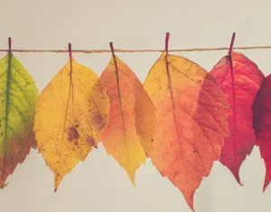 Celebrating Autumnal Equinox In A Serene Forest Landscape Wallpaper