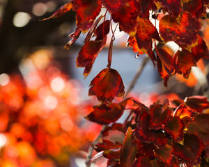 Celebrating The Start Of Fall With Vibrant November Leaves. Wallpaper