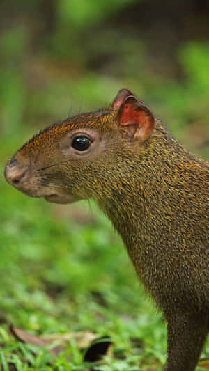 Central American Agouti Portrait Wallpaper