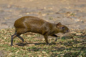 Central American Agouti Walking Wallpaper