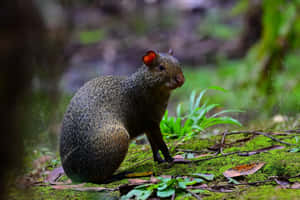 Central American Agoutiin Habitat.jpg Wallpaper