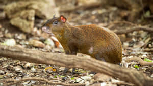 Central American Agoutiin Habitat.jpg Wallpaper