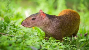 Central American Agoutiin Habitat.jpg Wallpaper