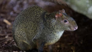 Central American Agoutiin Habitat.jpg Wallpaper