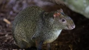 Central American Agoutiin Habitat.jpg Wallpaper