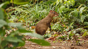 Central American Agoutiin Habitat.jpg Wallpaper