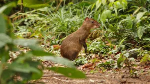 Central American Agoutiin Habitat.jpg Wallpaper