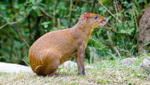 Central American Agoutiin Habitat.jpg Wallpaper