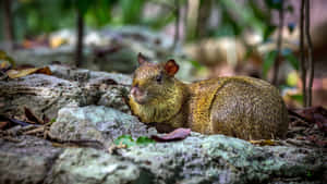 Central American Agoutiin Habitat Wallpaper