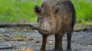 Central European Wild Boar Wallpaper