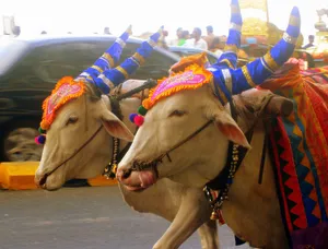 Ceremonial White Ox Wallpaper