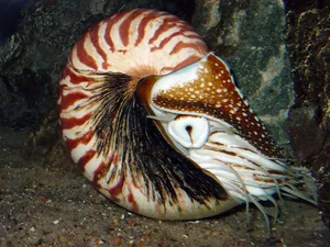 Chambered Nautilus Nautilidae Wallpaper
