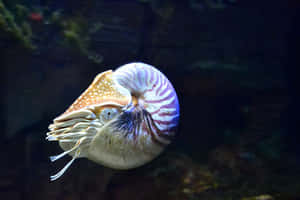 Chambered Nautilus Swimming Wallpaper