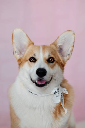 Chanel Corgi On Pink Wall Wallpaper