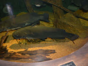 Channel Catfish Aquarium Display Wallpaper